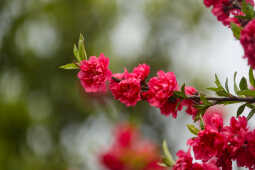 Cherry Blossoms Bloom Across Kathmandu Streets and Parks