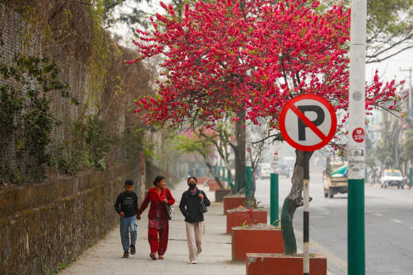 Cherry Blossoms Bloom Across Kathmandu Streets and Parks