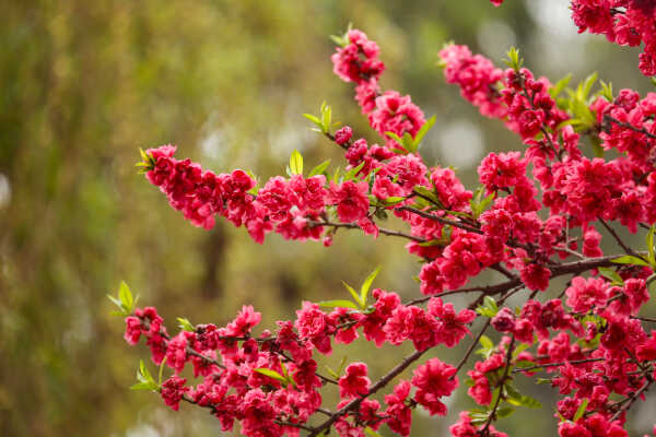 Cherry Blossoms Bloom Across Kathmandu Streets and Parks