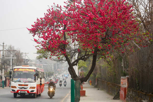 Cherry Blossoms Bloom Across Kathmandu Streets and Parks