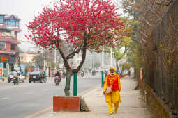 Cherry Blossoms Bloom Across Kathmandu Streets and Parks