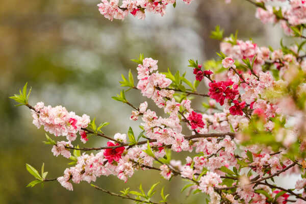 Cherry Blossoms Bloom Across Kathmandu Streets and Parks