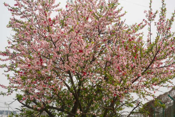 Cherry Blossoms Bloom Across Kathmandu Streets and Parks