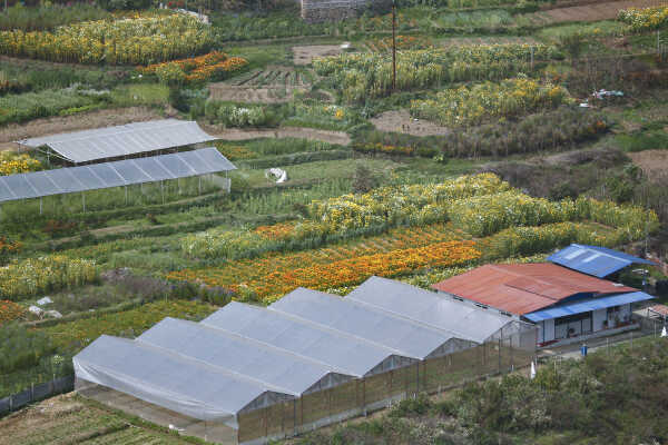 Flower Farming Flourishes in Ichangu, Kathmandu Valley