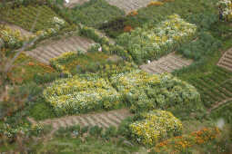 Flower Farming Flourishes in Ichangu, Kathmandu Valley