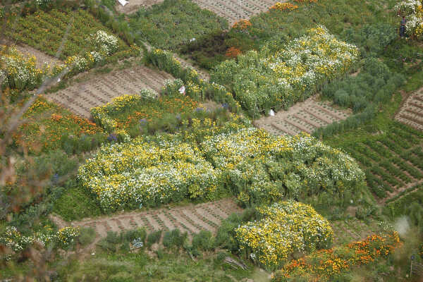 Flower Farming Flourishes in Ichangu, Kathmandu Valley