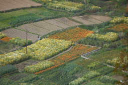 Flower Farming Flourishes in Ichangu, Kathmandu Valley