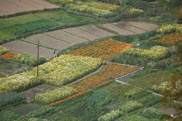 Flower Farming Flourishes in Ichangu, Kathmandu Valley