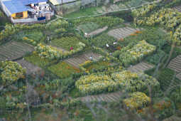 Flower Farming Flourishes in Ichangu, Kathmandu Valley