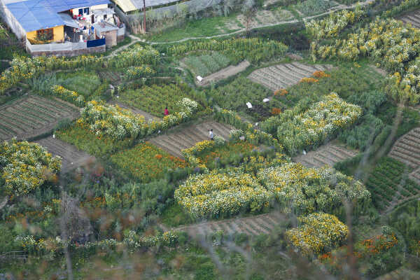 Flower Farming Flourishes in Ichangu, Kathmandu Valley