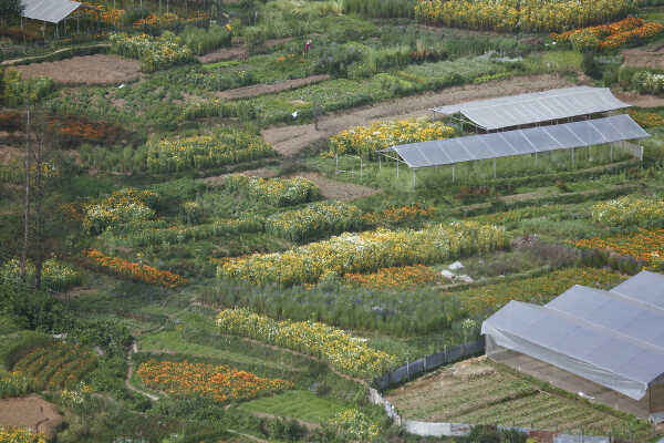 Flower Farming Flourishes in Ichangu, Kathmandu Valley