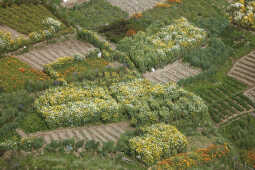 Flower Farming Flourishes in Ichangu, Kathmandu Valley