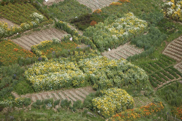 Flower Farming Flourishes in Ichangu, Kathmandu Valley