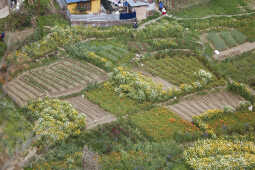 Flower Farming Flourishes in Ichangu, Kathmandu Valley