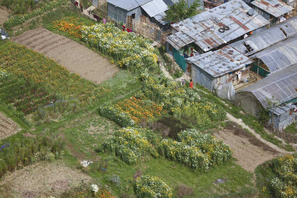 Flower Farming Flourishes in Ichangu, Kathmandu Valley