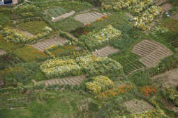 Flower Farming Flourishes in Ichangu, Kathmandu Valley