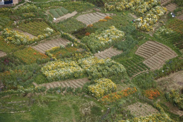 Flower Farming Flourishes in Ichangu, Kathmandu Valley