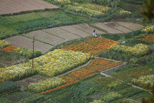 Flower Farming Flourishes in Ichangu, Kathmandu Valley