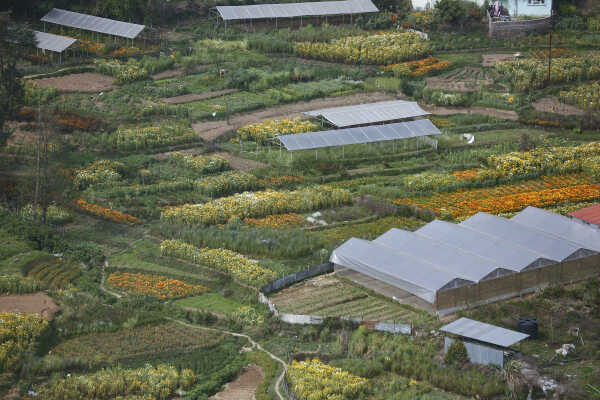 Flower Farming Flourishes in Ichangu, Kathmandu Valley