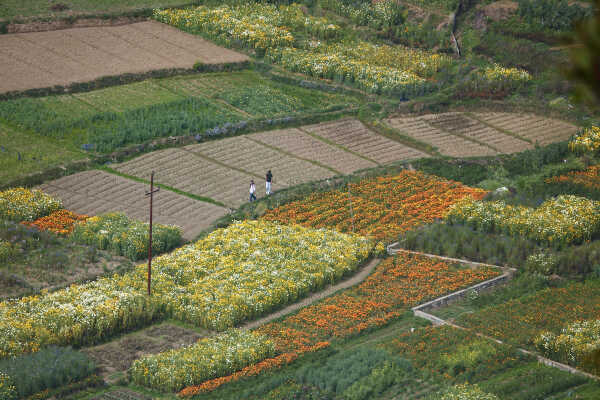 Flower Farming Flourishes in Ichangu, Kathmandu Valley
