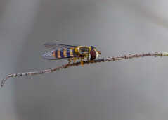 Hoverfly