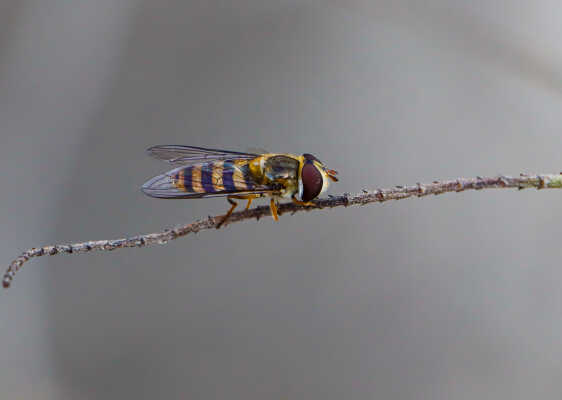 Macro