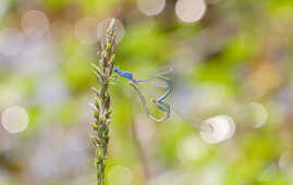 Damselflies