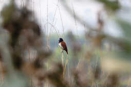 Tricoloured Munia