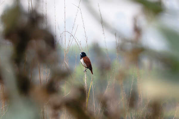 Tricoloured Munia