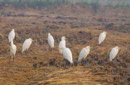 Cattle Egrets