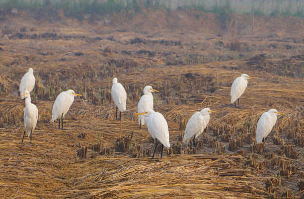 Wildlife , Birds and Nature