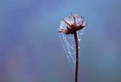 Winter morning