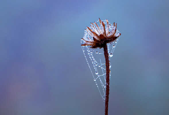 Winter morning
