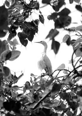 Cattle Egret