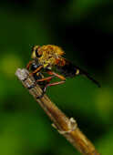 Robberfly