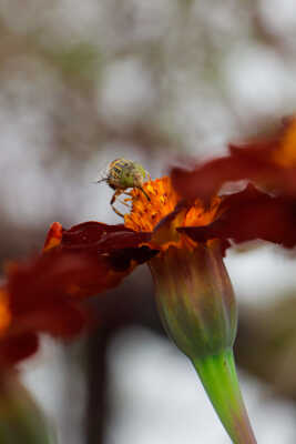 Dronefly