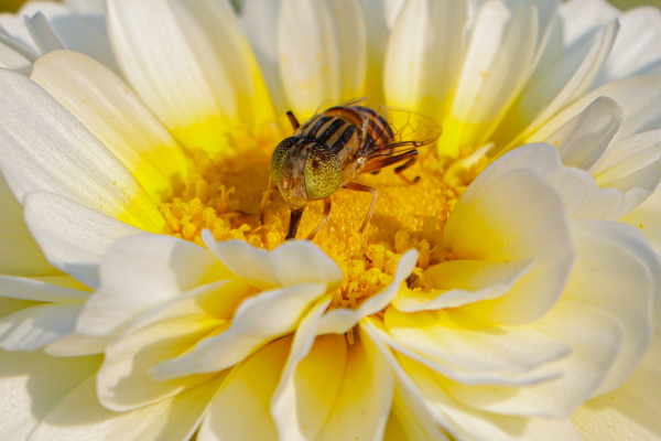 Dronefly on flower