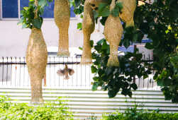 Baya weaver