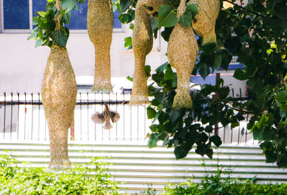 Baya weaver