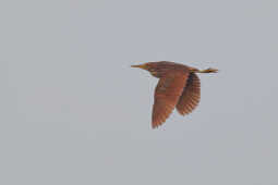 Cinnamon Bittern flight shot