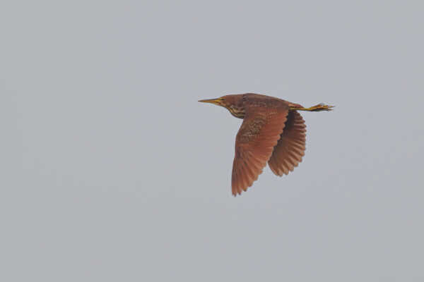 Cinnamon Bittern flight shot