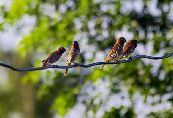 Scaly breasted munia