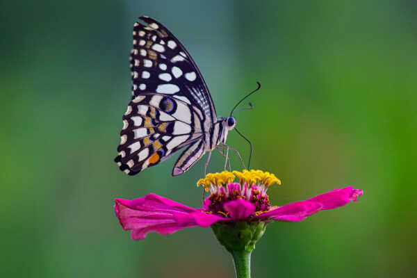 Common Lime Butterfly