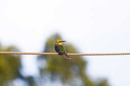 Asian green bee-eater
