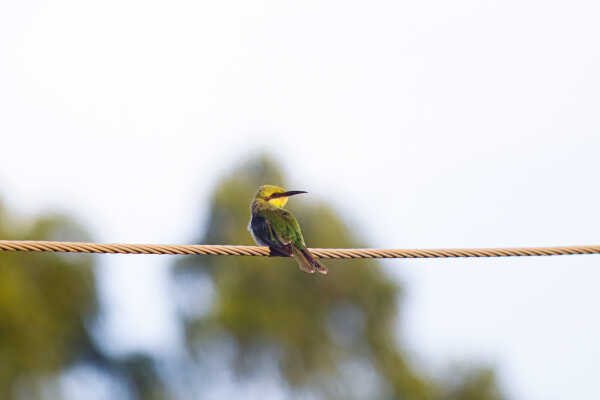 Asian green bee-eater