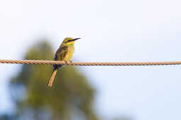 Asian Green Bee-eater