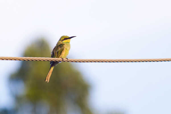 Asian Green Bee-eater