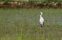 Asian Openbill Srork