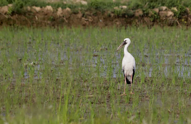 Asian Openbill Srork