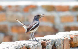 Oriental magpie Robin